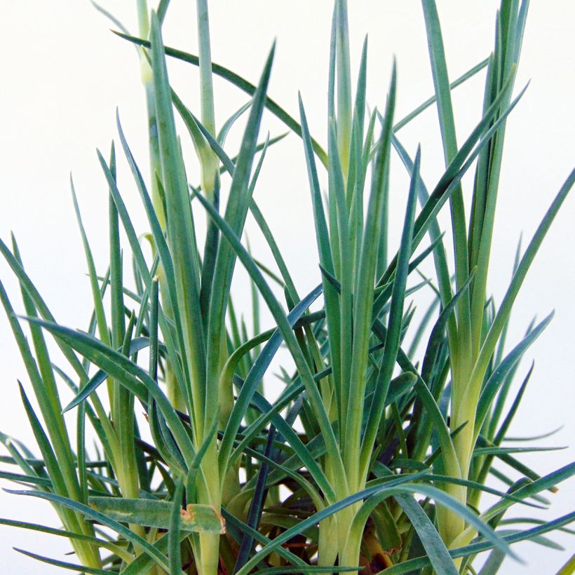 Dianthus plumarius Pretty Flamingo (Foliage)