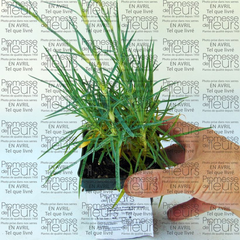 Example of Dianthus plumarius Pretty Flamingo 8/9 cm pot specimen as delivered