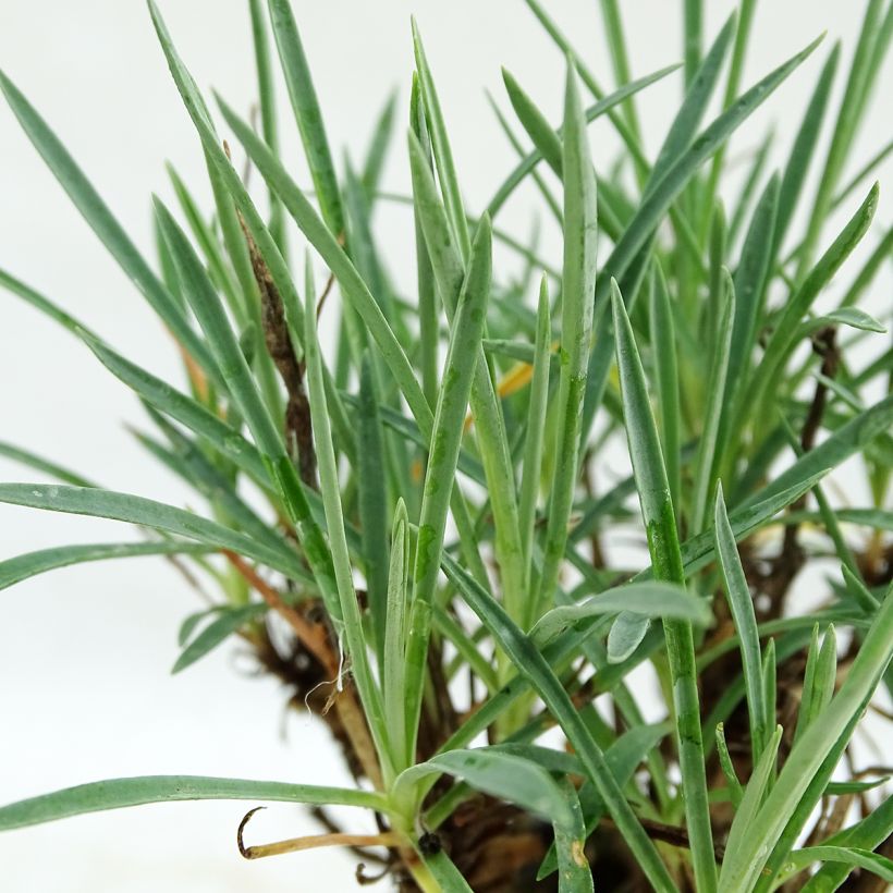 Dianthus plumarius Scent First Coconut Sundae (Foliage)