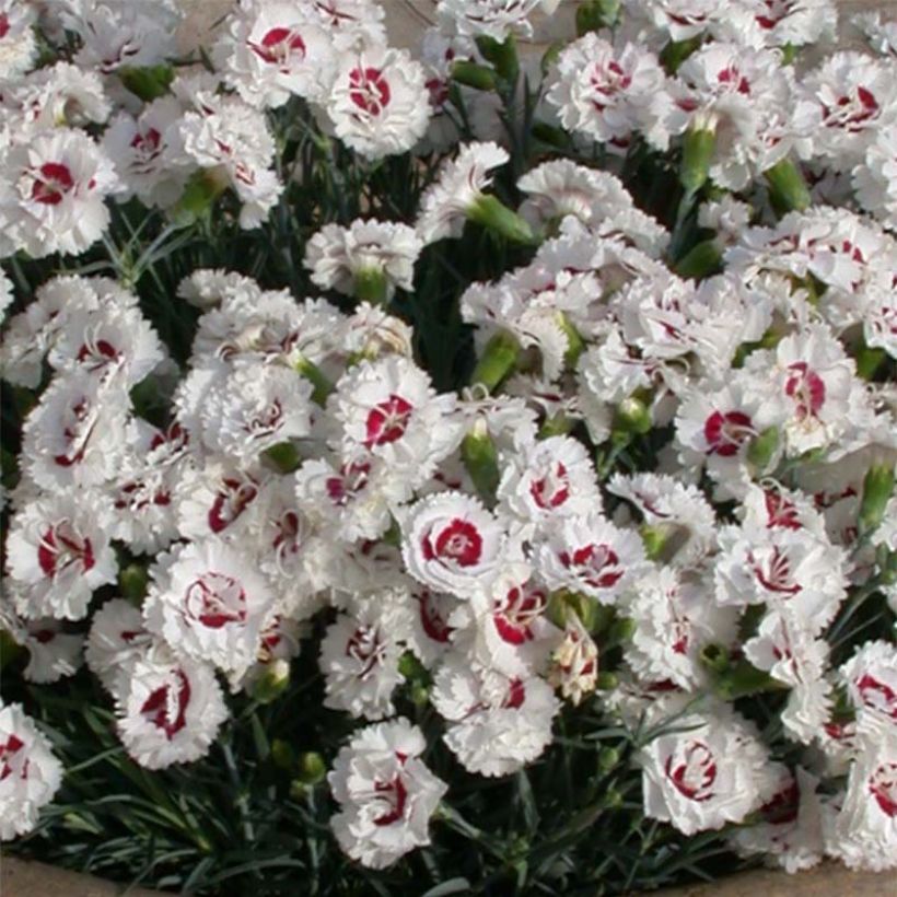 Dianthus plumarius Scent First Coconut Sundae (Flowering)