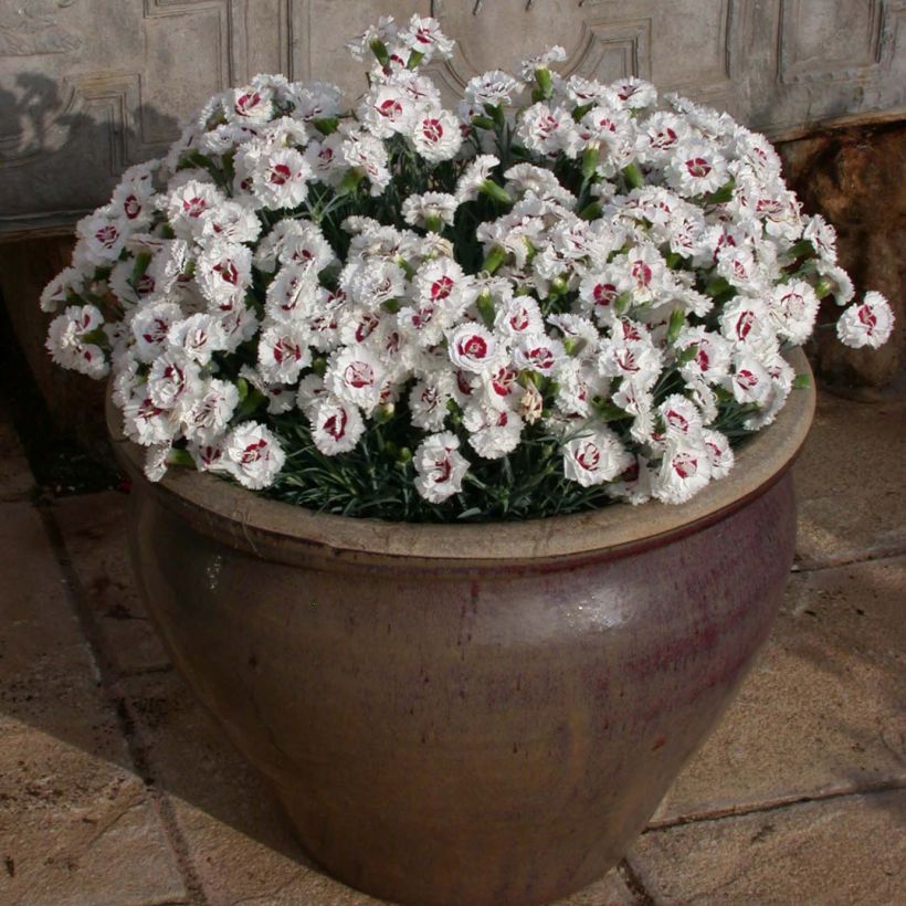 Dianthus plumarius Scent First Coconut Sundae (Plant habit)