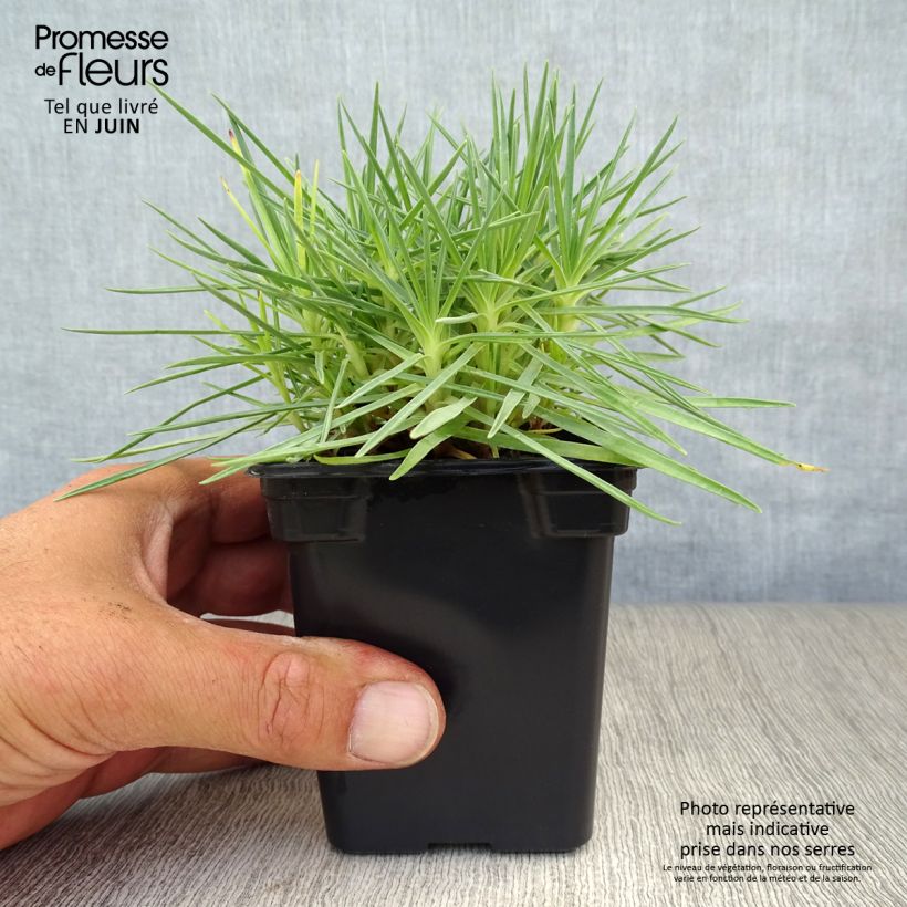 Dianthus plumarius Scent First Iced Gem 7/8 cm pot sample as delivered in summer