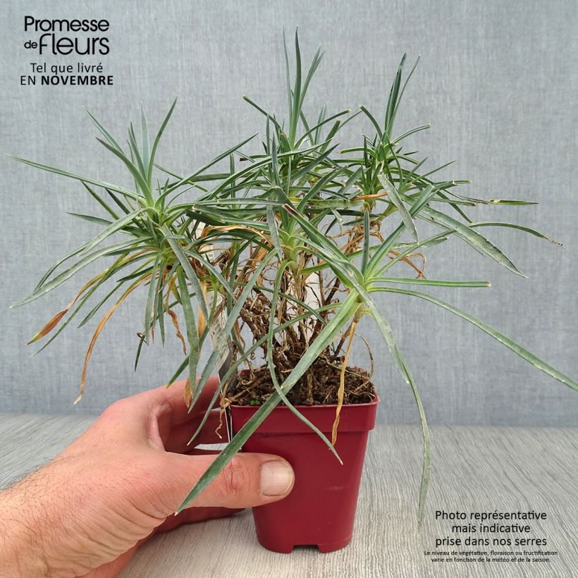 Dianthus plumarius Scent First Memories 7/8 cm pot sample as delivered in autumn