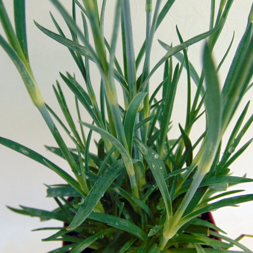 Dianthus plumarius Scent First Memories (Foliage)