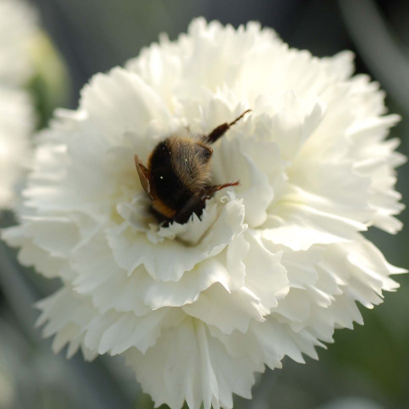 Dianthus plumarius Scent First Memories (Flowering)