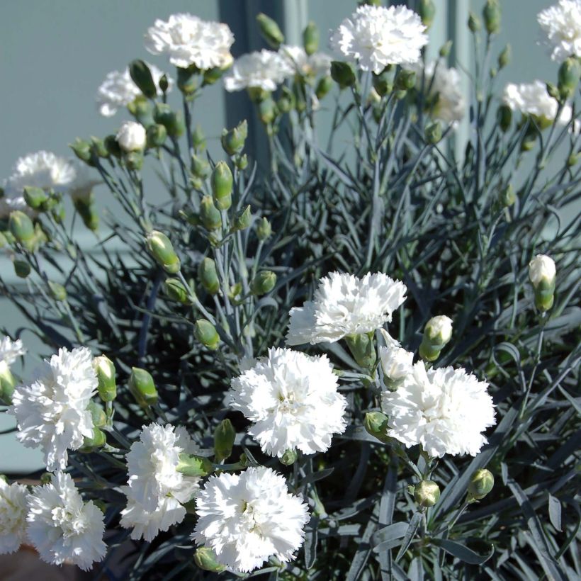 Dianthus plumarius Scent First Memories (Plant habit)