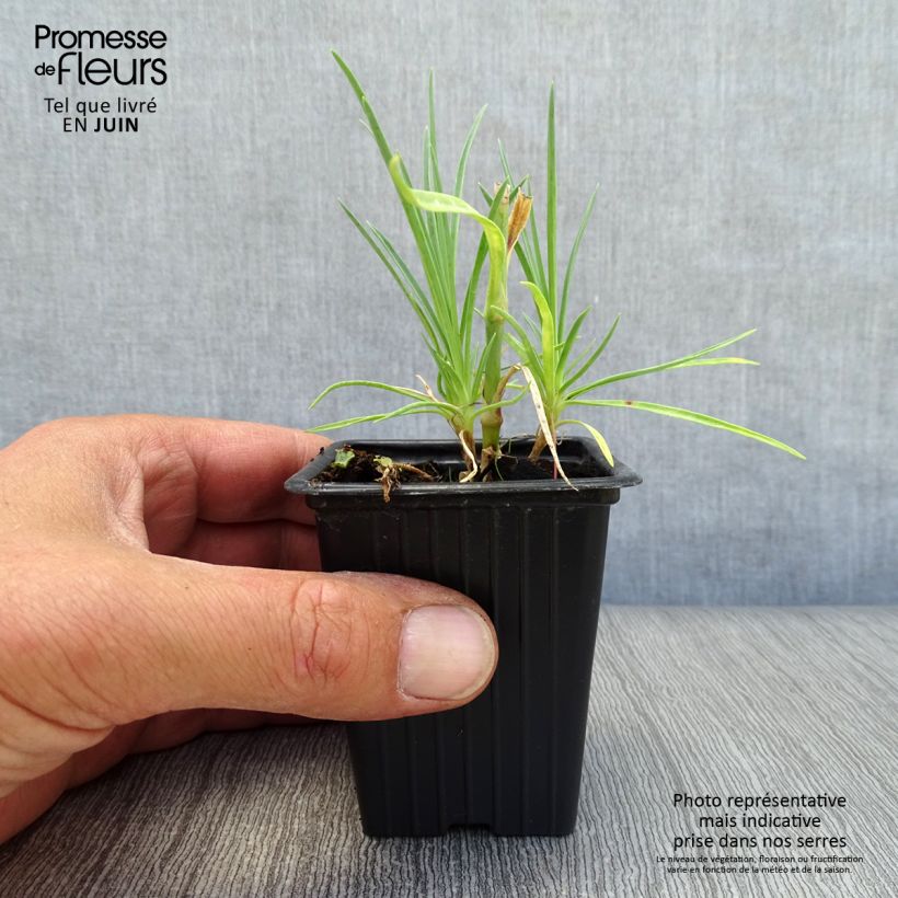 Dianthus plumarius Scent First Romance 7/8 cm pot sample as delivered in summer
