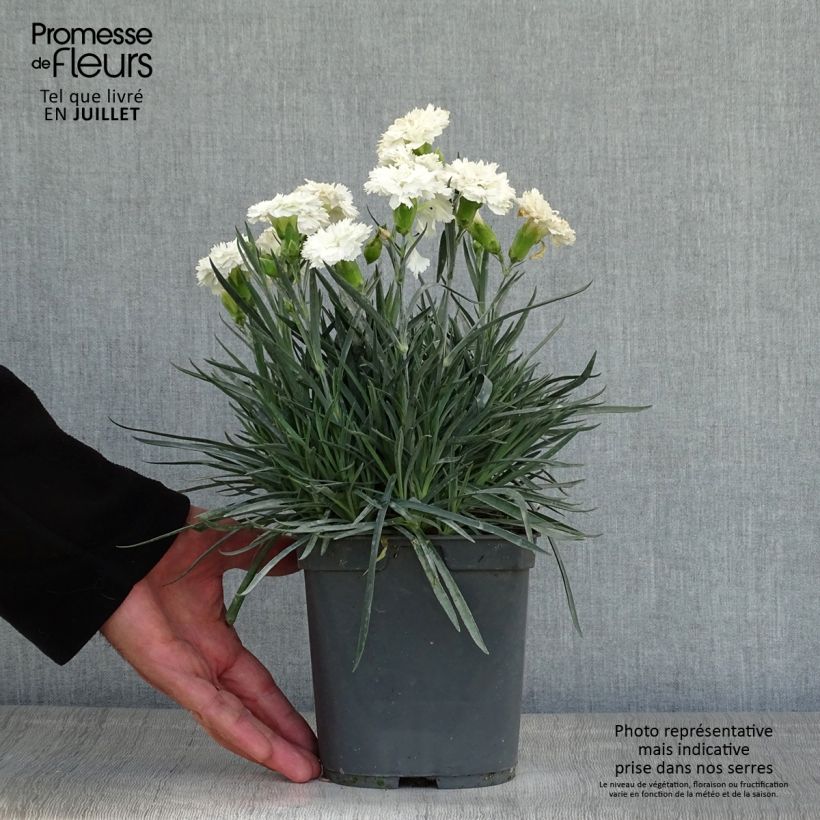 Dianthus plumarius Scent First Romance 2L/3L pot sample as delivered in summer
