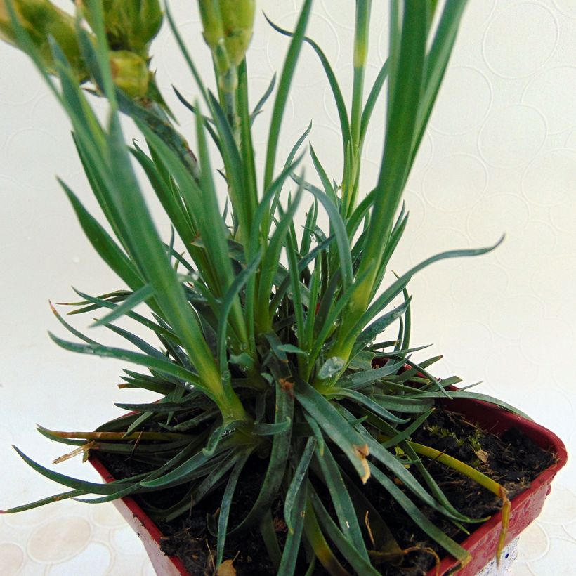 Dianthus plumarius Scent First Romance (Foliage)