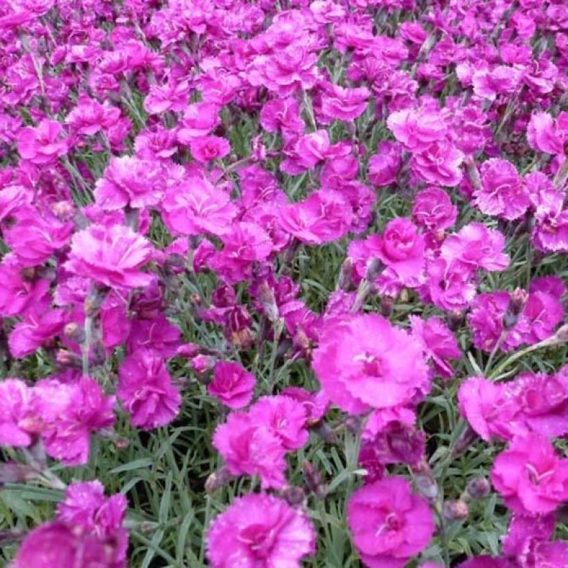 Dianthus plumarius Warden Hybrid (Flowering)