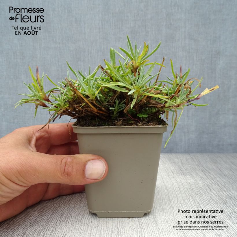 Dianthus plumarius Warden Hybrid 8/9 cm pot sample as delivered in summer