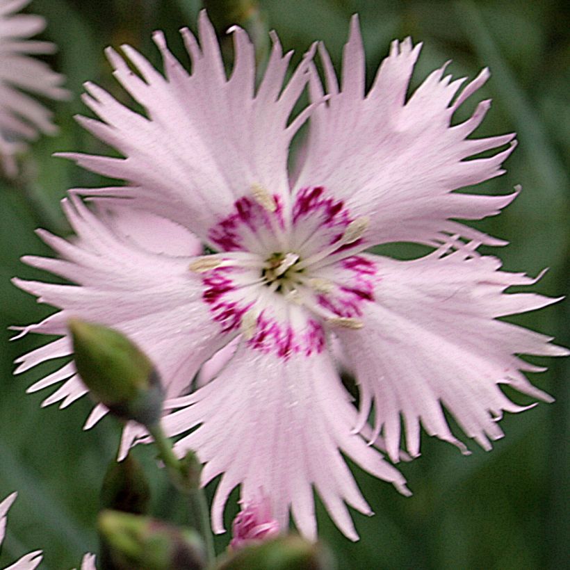 Dianthus spiculifolius (Flowering)