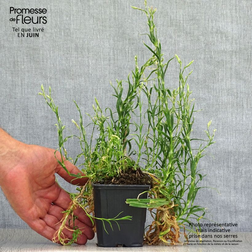 Dianthus superbus 8/9 cm pot sample as delivered in summer