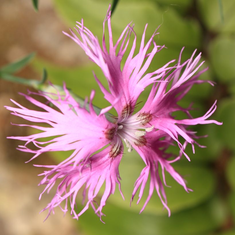 Dianthus superbus Primadonna (Flowering)