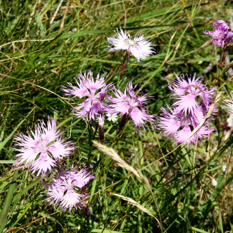 Dianthus superbus Primadonna (Plant habit)