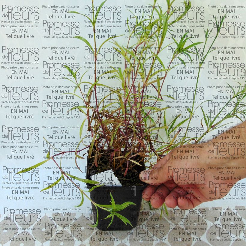 Example of Dianthus superbus Primadonna 7/8 cm pot specimen as delivered