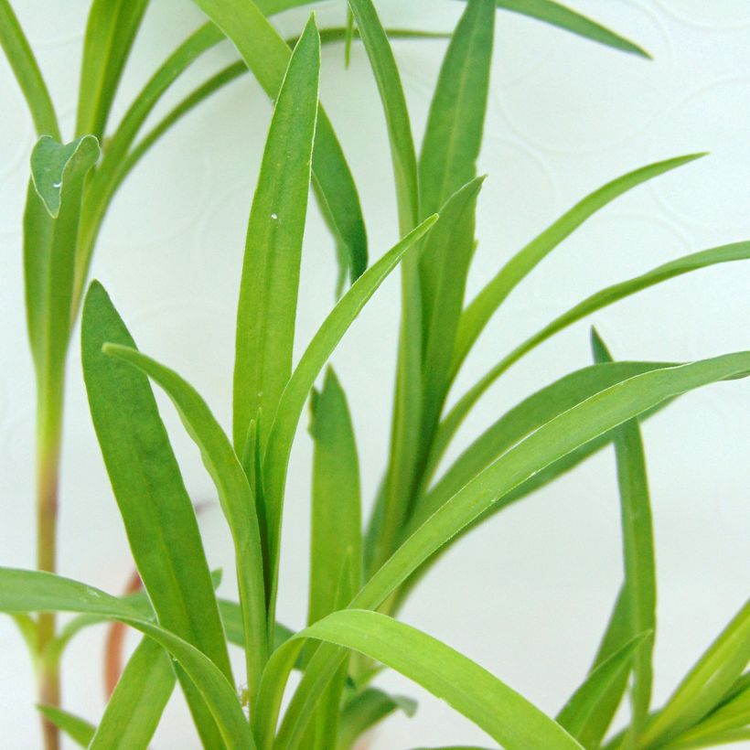 Dianthus superbus (Foliage)