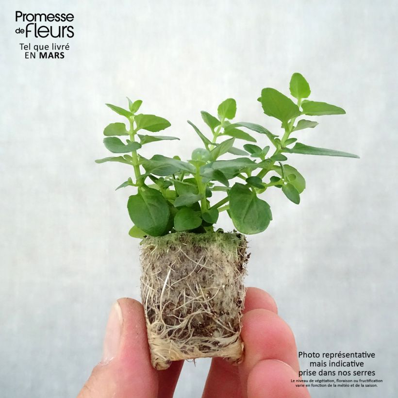Diascia Breezee Plus Pink Plug plant 1.5/2.5 cm sample as delivered in spring