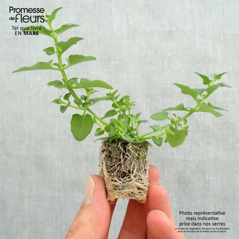Diascia Breezee Plus White Plug plant 1.5/2.5 cm sample as delivered in spring