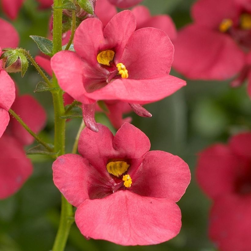 Diascia Genta Ruby Plug Plants (Flowering)