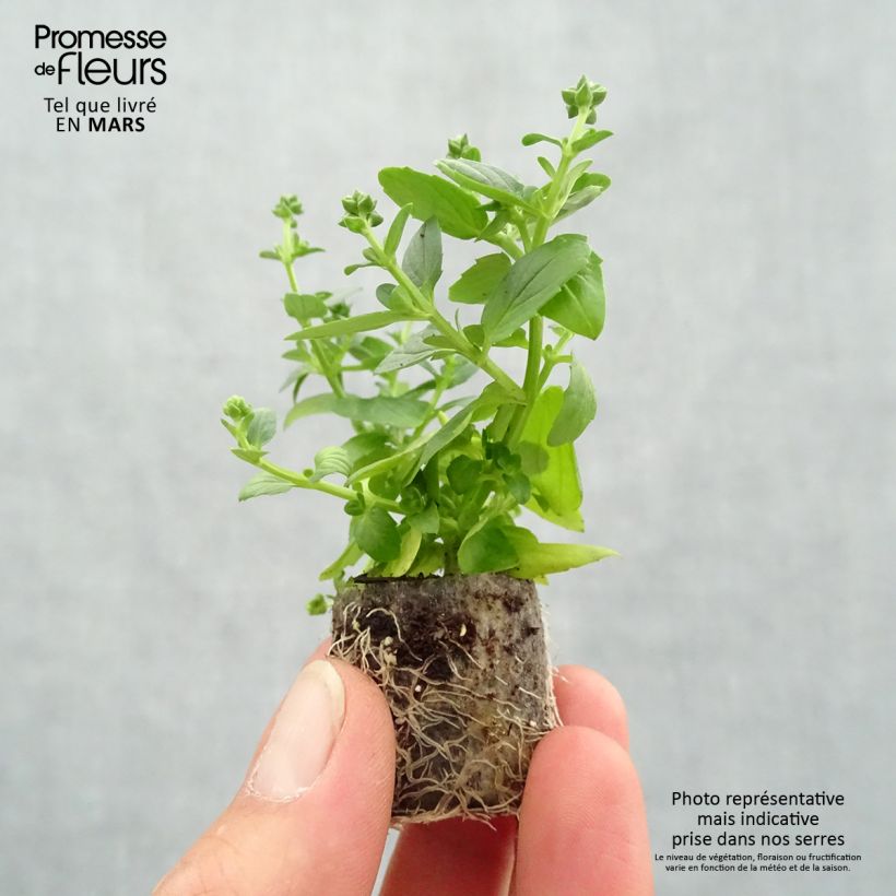 Diascia Genta Ruby Plug Plants Plug plant 3/4cm sample as delivered in spring