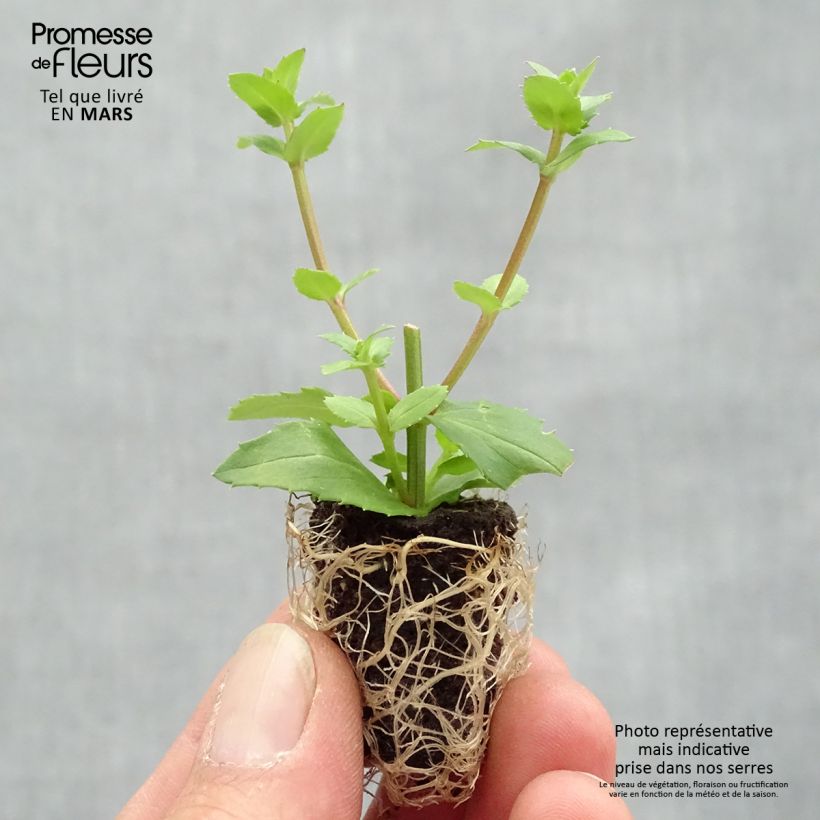 Diascia Sundascia Upright Peach - Twinspur Diascia Plug plant 1.5/2.5 cm sample as delivered in spring