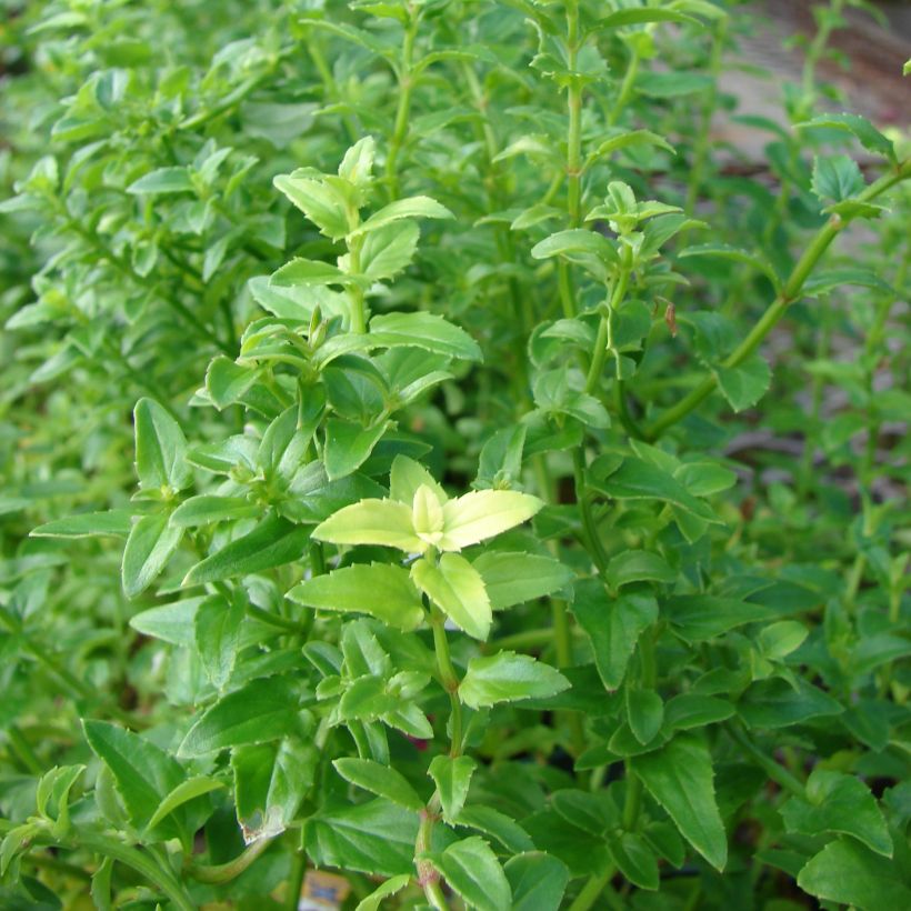 Diascia barberae Ruby Field (Foliage)