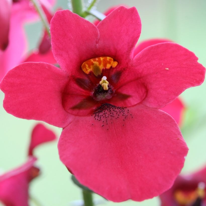 Diascia barberae Ruby Field (Flowering)