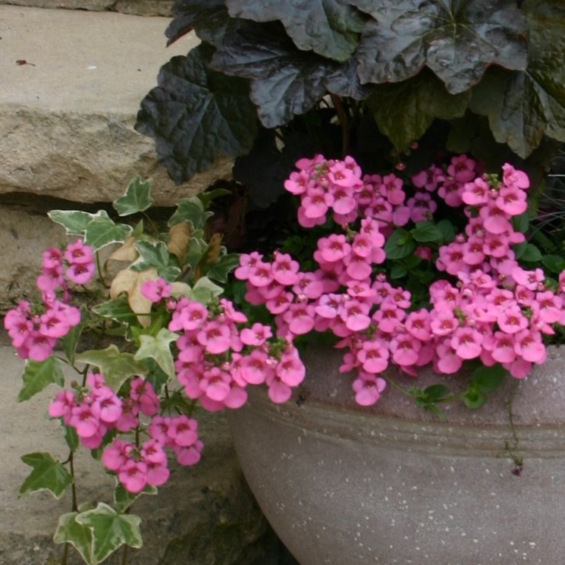 Diascia barberae Ruby Field (Plant habit)