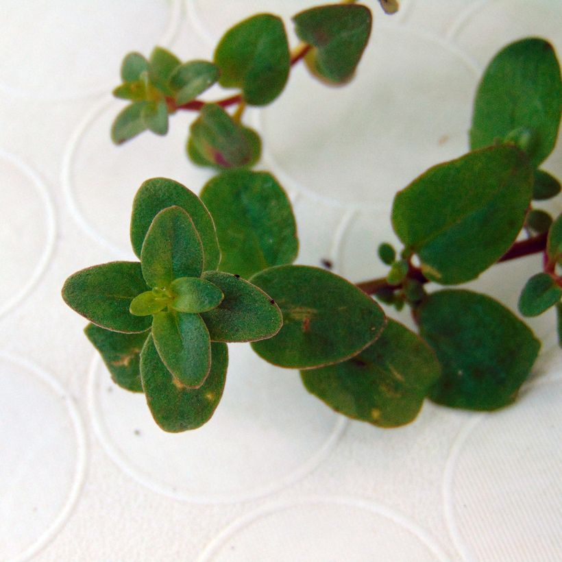 Diascia barberae Blackthorn Apricot (Foliage)