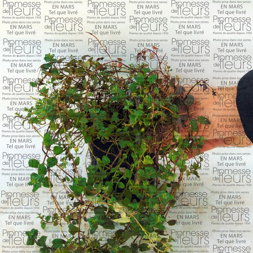 Example of Diascia barberae Blackthorn Apricot 8/9 cm pot specimen as delivered