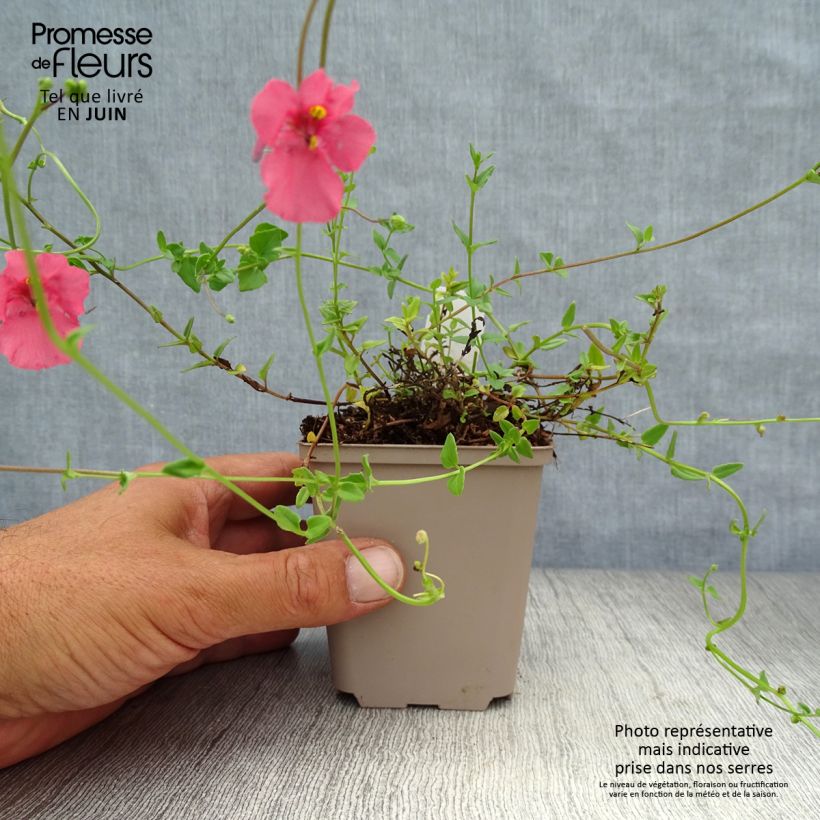 Diascia barberae Ruby Field 8/9 cm pot sample as delivered in summer