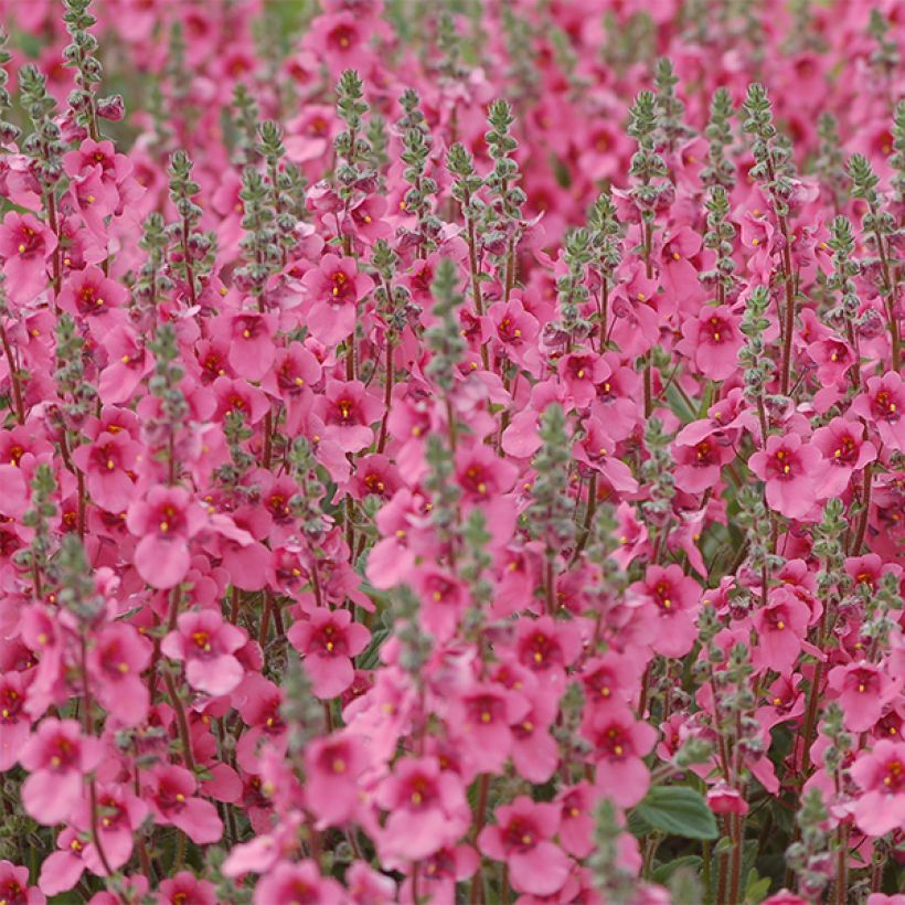 Diascia fetcaniensis (Flowering)