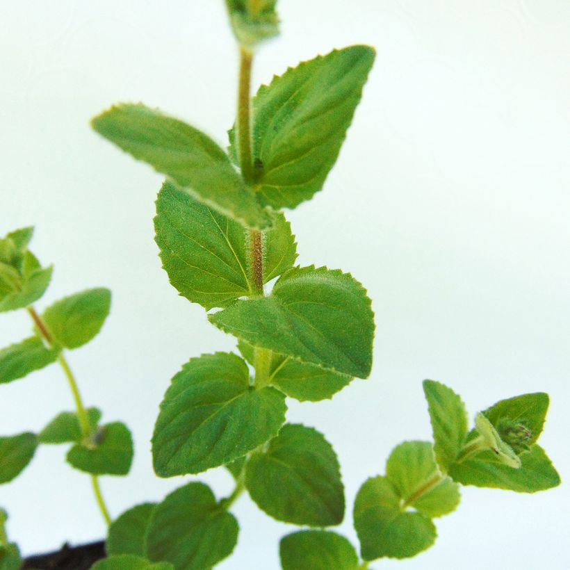 Diascia fetcaniensis (Foliage)