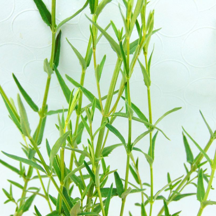 Diascia integerrima (Foliage)