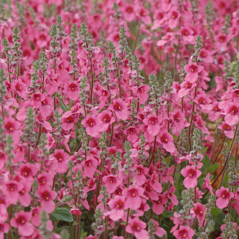 Diascia integerrima (Plant habit)