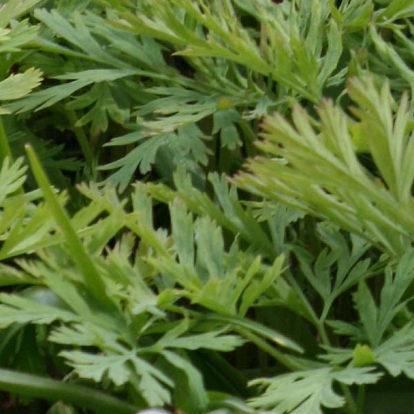 Dicentra formosa Bacchanal (Foliage)