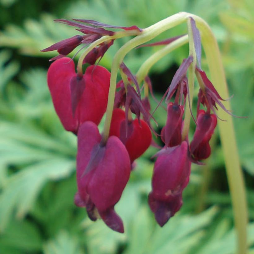 Dicentra formosa Bacchanal (Flowering)