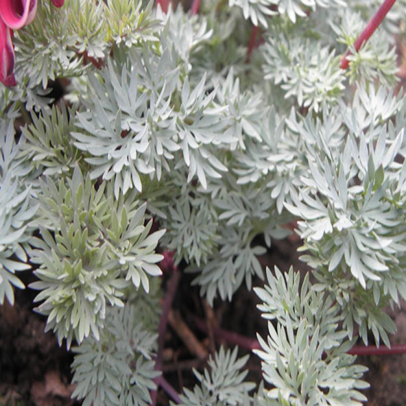 Dicentra Burning Hearts (Foliage)