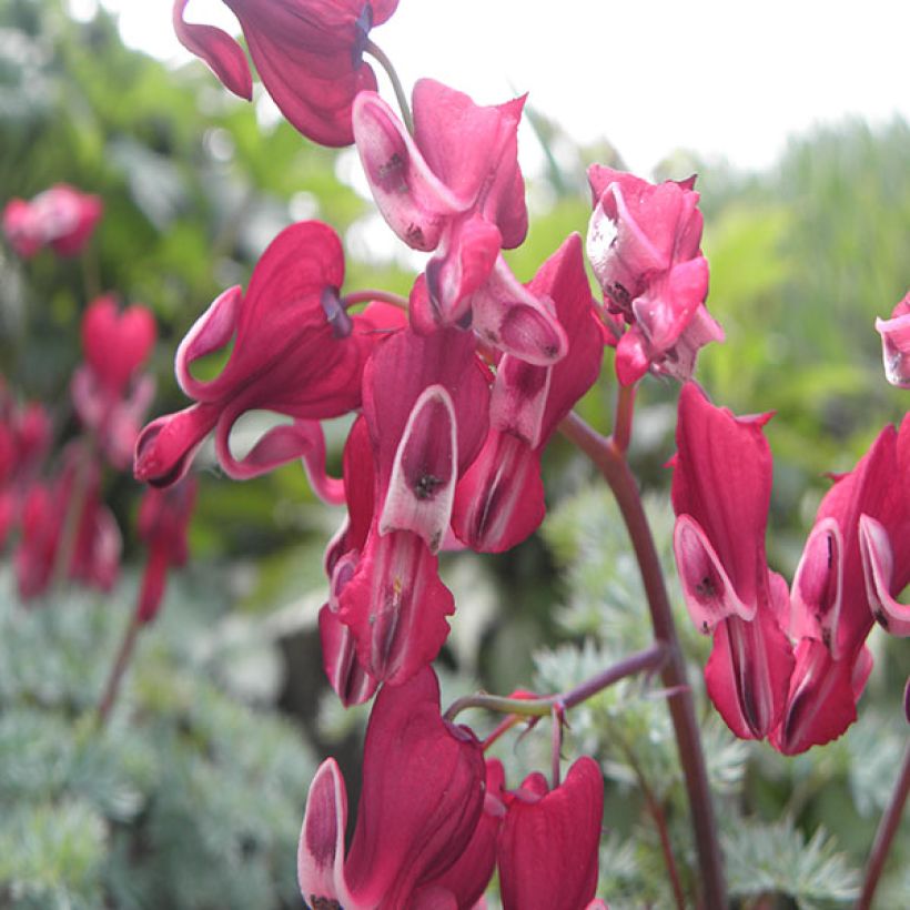 Dicentra Burning Hearts (Flowering)