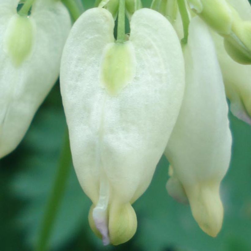 Dicentra formosa Aurora (Flowering)