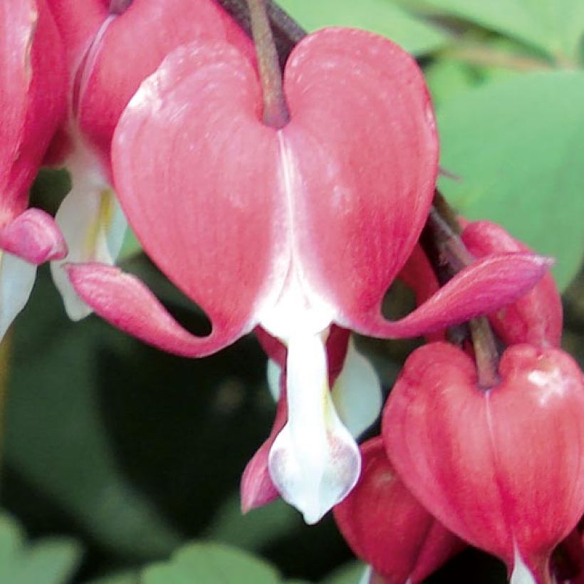 Dicentra spectabilis Valentine (Flowering)