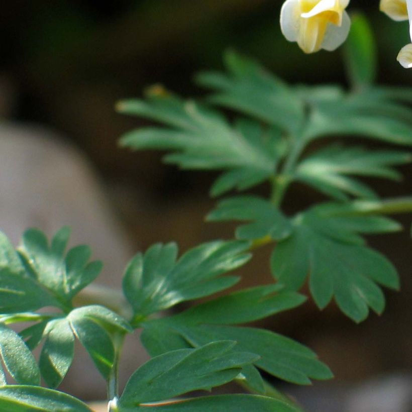 Dicentra cucullaria (Foliage)