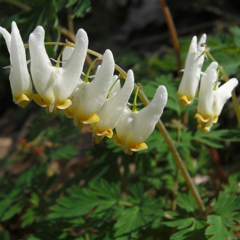 Dicentra cucullaria (Flowering)