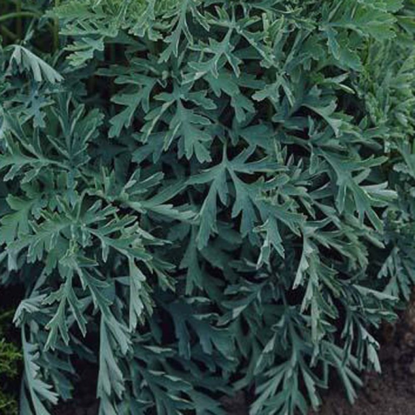 Dicentra formosa Aurora (Foliage)