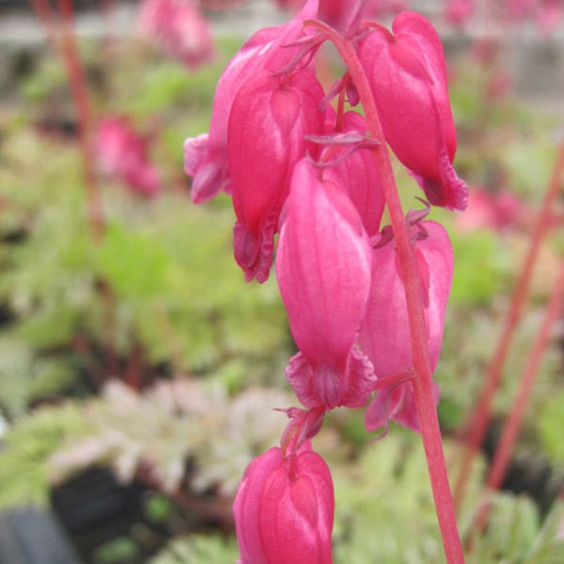 Dicentra formosa Luxuriant (Flowering)