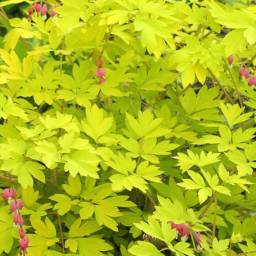 Dicentra spectabilis Goldheart (Foliage)