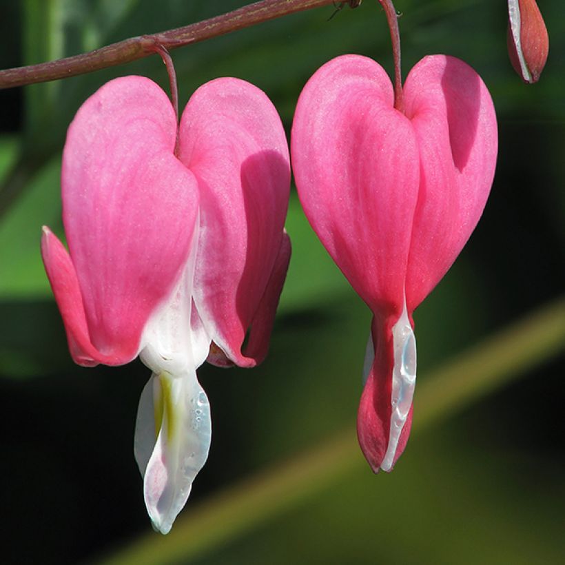 Dicentra spectabilis Goldheart (Flowering)