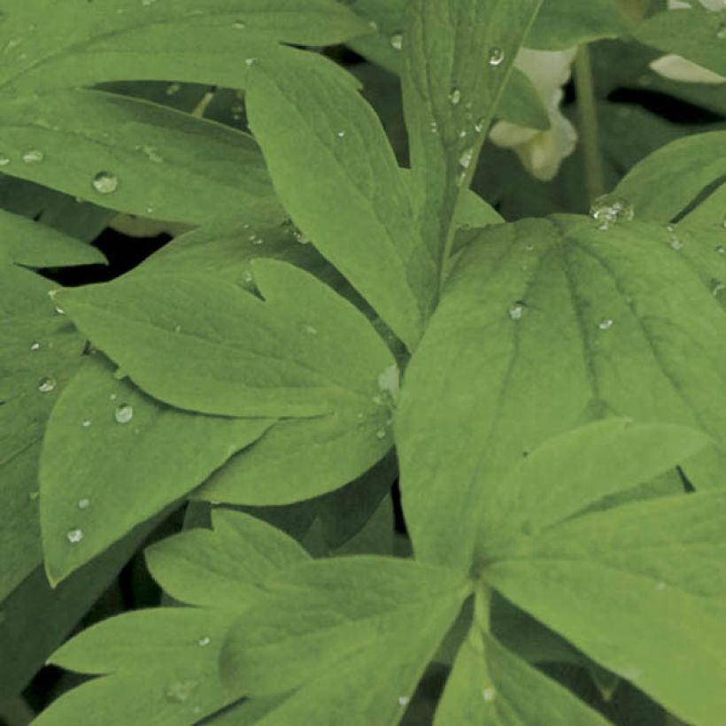 Dicentra spectabilis Alba (Foliage)