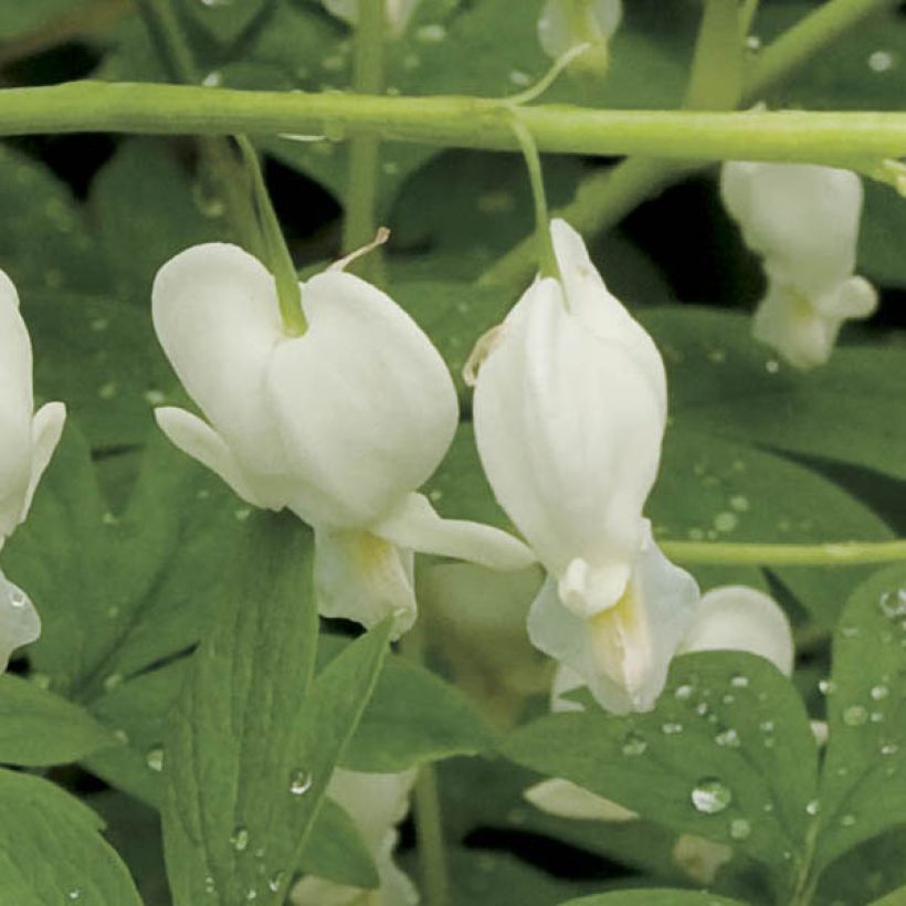 Dicentra spectabilis Alba (Flowering)